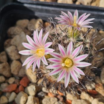 Preview: Mammillaria unihamata (weingartiana)